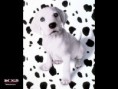 /album/wallpapers/a102-dalmatians-jpg/